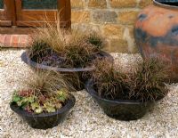 Three copper containers planted Heuchera x brizoides 'Can Can', Carex dipsacea, Chionochloa rubra (large)  Heuchera 'Amber waves' , Carex bronze form (small) 