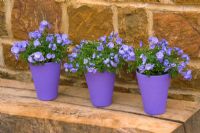 Row of three purple terracotta containers on wooden bench planted with Campanula 'Bali'