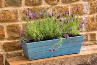 Stained blue wooden box container planted with Lavandula stoechas 'Papillon'. Design Clive Nichols