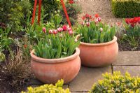 Terracotta containers at West green house, Hampshire, planted with Tulipa 'Sorbet'