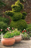 Terracotta containers at West green house, Hampshire, planted with Tulipa 'Sorbet' and teddy bear box topiary behind