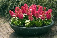 Fibreglass container planted with pink Hyacinthuss and white Bellis at Keukenhof gardens, Netherlands