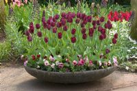Fibreglass container planted with Viola - Pansies and Tulipa 'Havran' at  Keukenhof gardens, Netherlands