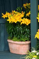 Terracotta container planted with Lilium 'Golden Joy' and Thymus 'Bertram Anderson' at Hampton Court Flower Show 2005