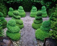 Buxus - Box topiary spirals in Ridler's garden, Swansea, Wales. Design Tony Ridler  