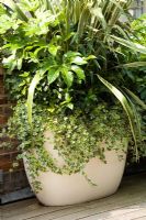 Container with Fatsia japonica, Skimmia 'Kew Green, Melianthus major, Hedera helix and Asparagus densiflorus