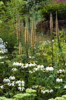 Yellow border with Echinacea 'White Swan' and Digitalis ferruginea at Mayroyd Mill House, Yorkshire. Design Richard Easton and Steve Mackay. 