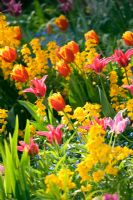 Spring border at Chenies manor house, Buckinghamshire. Tulipa 'Davenport', 'Dois minuet' and yellow wallflowers