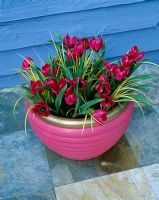 Pink and gold painted terracotta pot planted with Tulipa humilis violacea group black base. Design Clare Matthews