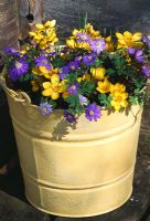 Painted metal bucket planted with Crocus 'Goldilocks' and Anemone blanda blues. Design Clare Matthews