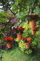 Beaded terracotta pots hanging from a tree planted with dwarf Chrysanthemums. Design Clare Matthews