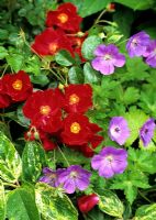Ground cover Rosa Flower Carpet Red Velvet with Geranium 'Rozanne' and Leucothoe fontanesiana 'Rainbow'