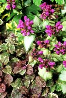 Ground cover for shade. Lamium maculatum 'Beacon Silver' with Ajuga reptans 'Burgundy Glow'