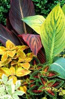 Exotic foliage contrasts for the summer. Canna 'Striata' and 'Tropicanna' (red striped) with mixed varieties of Coleus - Solenostemon and variegated ground elder in the foreground