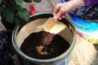 Adding slow-release granulated plant food to compost in glazed pot 