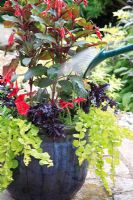 Watering glazed pot on patio with Fuchsia thalia, Petunia 'Fantasy Red', Basil 'Purple Ruffles', Lavandula, Lysimachia aurea 'Goldilocks' and Carex comans
