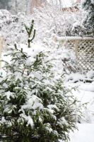 Garden in winter covered in a blanket of snow