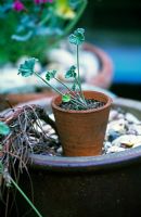 Step six - Making cutting of Pelargonium sidoides - Small cutting in small terracotta pot