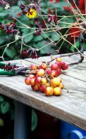 Bunch of crabapple fruit on table with secateurs wildlife freindly 
