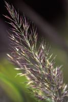 Close-up of early flower of Calamagrostis brachytricha