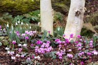 Cyclamen coum and Galanthus growing at the base of silver birch - Betula utilis var. jacquemontii
