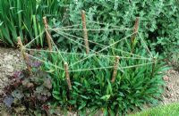 Staking perennial plants with cat's cradle of string and sticks. 