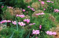 Cosmos 'Sonata Pink' with the seedheads of Allium cristophii in the Long Border at Great Dixter