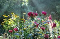 Fading roses in a misty autumn border at Upper Mill Cottage