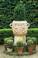 Container planting of clipped Buxus at East Ruston Old Vicarage