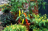 Chillies in pots at West Dean.  BJ114, Fireball, BJ112, Hot Banana, Purple Prince, Galkunda miris, Cayenne Purple, Rooster Spur.