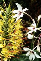 Exotic perfumes for late summer - Gladiolus callianthus syn Acidanthera murieliae with the Kahili ginger, Hedychium gardnerianum