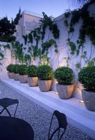 White wall with row of identical containers of Buxus spheres interspersed with uplighters - USA 