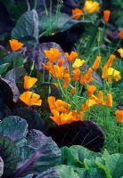 Eschscholzia californica and red cabbage - Represents organic companion planting