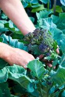 Picking purple sprouting broccoli - Borecale 