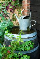 Watering can standing on wooden oak water barrel with salvia and Rhodochiton atrosanguineus in background