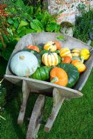 Wheelbarrow of colourful heritage variety pumpkin and squashes on lawn of autumn garden varieties include Queensland Blue, Winter Festival, Turks Turban and Blue Ballet