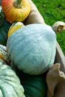 Heritage variety pumpkin - squash 'Blue Ballet' in old wheelbarrow autumn