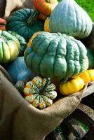 Group of heritage variety pumpkins - squashes in old wheelbarrow including large 'Queensland Blue', 'Blue Ballet' and 'Winter festival'