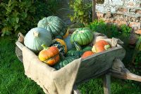 Wheelbarrow of colourful heritage variety pumpkin and squashes by wall of Autumn garden varieties include Queensland Blu, Winter Festival, Turks Turban and Blue Ballet 