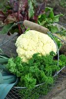 Leeks, cauliflower, kale and beetroot freshly picked winter vegetables in wire basket