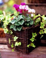 Planted autumn basket with Cyclamen and Hedera