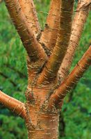 Bark of Prunus Maackii 'Amber Beauty'
