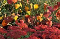 Cercis canadensis 'Forest Pansy' AGM underplanted with Sedum 'Herbstfreude' AGM in Autumn