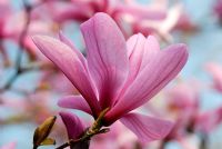 Magnolia 'Galaxy' AGM flowering in March