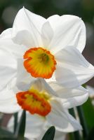 Narcissus 'Baden Loch'
