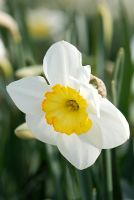 Narcissus 'Woolsthorpe'