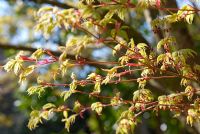 New spring foliage of Acer palmatum 'Sango-kaku' AGM