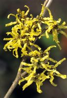 Hamamelis japonica 'Zuccariniana'