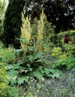 Rheum palmatum - Barnsley House gardens
