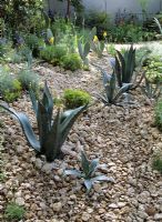 Succulents and cacti with crushed limestone rock mulch
